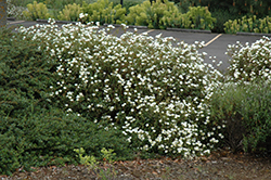 White Rockrose (Cistus x hybridus) at Stonegate Gardens