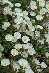 White Rockrose (Cistus x hybridus) at A Very Successful Garden Center