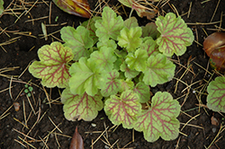 Electric Lime Coral Bells (Heuchera 'Electric Lime') at Lakeshore Garden Centres