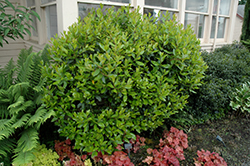 Dwarf Strawberry Tree (Arbutus unedo 'Compacta') at A Very Successful Garden Center