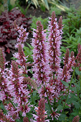 Cotton Candy Hyssop (Agastache 'Cotton Candy') at Stonegate Gardens