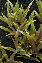 Glow Sticks Pineapple Lily (Eucomis 'Glow Sticks') at A Very Successful Garden Center