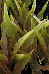 Glow Sticks Pineapple Lily (Eucomis 'Glow Sticks') at Lakeshore Garden Centres