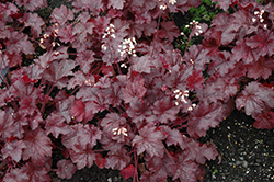 Creole Nights Coral Bells (Heuchera 'Creole Nights') at A Very Successful Garden Center