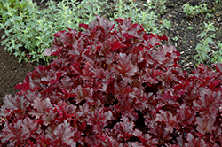 Midnight Ruffles Coral Bells (Heuchera 'Midnight Ruffles') at A Very Successful Garden Center