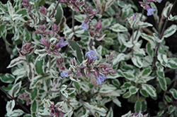 Silver Sabre Sage (Salvia officinalis 'Silver Sabre') at A Very Successful Garden Center