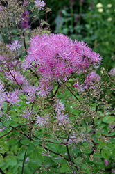 Black Stockings Meadow Rue (Thalictrum 'Black Stockings') at A Very Successful Garden Center