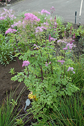 Black Stockings Meadow Rue (Thalictrum 'Black Stockings') at A Very Successful Garden Center