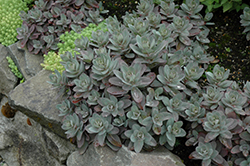 Marina Stonecrop (Sedum telephium 'Marina') at A Very Successful Garden Center