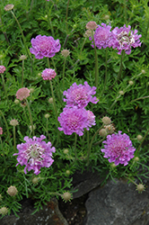 Vivid Violet Pincushion Flower (Scabiosa 'Vivid Violet') at A Very Successful Garden Center