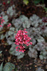 Rave On Coral Bells (Heuchera 'Rave On') at A Very Successful Garden Center