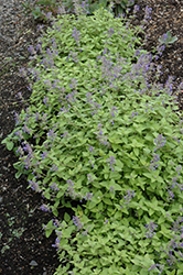 Limelight Catmint (Nepeta x faassenii 'Limelight') at Lakeshore Garden Centres