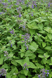 Limelight Catmint (Nepeta x faassenii 'Limelight') at Lakeshore Garden Centres