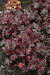 Black Taffeta Coral Bells (Heuchera 'Black Taffeta') at A Very Successful Garden Center