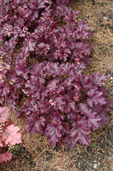 Forever Purple Coral Bells (Heuchera 'Forever Purple') at A Very Successful Garden Center