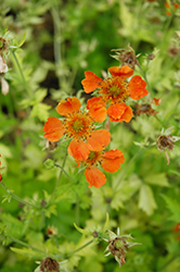 Sunkissed Lime Avens (Geum 'Sunkissed Lime') at Stonegate Gardens