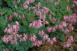 Amore Pink Bleeding Heart (Dicentra 'Amore Pink') at Lakeshore Garden Centres