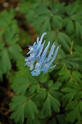 China Blue Corydalis (Corydalis flexuosa 'China Blue') at Lakeshore Garden Centres