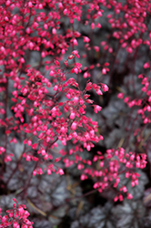 Glitter Coral Bells (Heuchera 'Glitter') at Stonegate Gardens