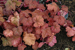 Southern Comfort Coral Bells (Heuchera 'Southern Comfort') at The Mustard Seed