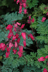 Amore Rose Bleeding Heart (Dicentra 'Amore Rose') at A Very Successful Garden Center