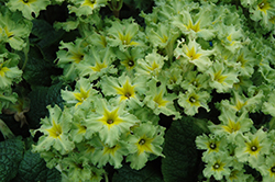Green Lace Primrose (Primula 'Green Lace') at A Very Successful Garden Center