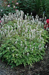 Spring Symphony Foamflower (Tiarella 'Spring Symphony') at The Mustard Seed
