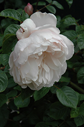 The Generous Gardener Rose (Rosa 'Ausdrawn') at Stonegate Gardens