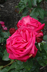 Miss All American Beauty Rose (Rosa 'Miss All American Beauty') at A Very Successful Garden Center