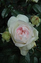 Bolero Rose (Rosa 'Meidelweis') at Lakeshore Garden Centres