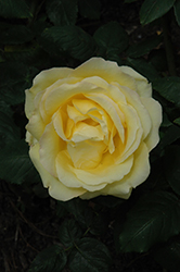 Easy Going Rose (Rosa 'HARflow') at Stonegate Gardens