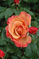 Tuscan Sun Rose (Rosa 'Tuscan Sun') at Lakeshore Garden Centres