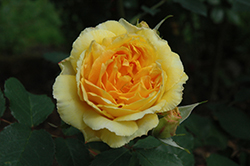 Molineux Rose (Rosa 'Molineux') at Lakeshore Garden Centres