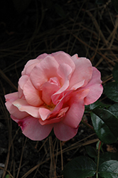 Apricot Vigorosa Rose (Rosa 'KORorbe') at A Very Successful Garden Center