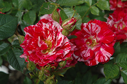 Pinstripe Rose (Rosa 'MORpints') at Lakeshore Garden Centres