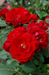 Warm And Fuzzy Rose (Rosa 'WEKhasamiro') at Lakeshore Garden Centres