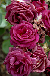 Midnight Blue Rose (Rosa 'Midnight Blue') at Stonegate Gardens