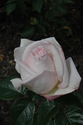 Royal Highness Rose (Rosa 'Royal Highness') at Stonegate Gardens