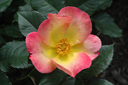 Watercolors Home Run Rose (Rosa 'WEKclaflobo') at A Very Successful Garden Center