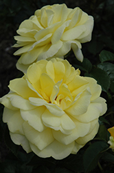 Yellow Brick Road Rose (Rosa 'Yellow Brick Road') at Stonegate Gardens