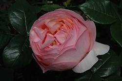 Heaven On Earth Rose (Rosa 'KORravreli') at Stonegate Gardens
