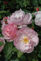 Scarborough Fair Rose (Rosa 'Scarborough Fair') at A Very Successful Garden Center