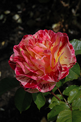 George Burns Rose (Rosa 'WEKcalroc') at Lakeshore Garden Centres