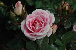 Whimsy Rose (Rosa 'WEKtebodoko') at Lakeshore Garden Centres