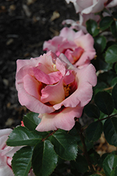 Eyeconic Pink Lemonade Rose (Rosa 'SPRolempink') at Lakeshore Garden Centres