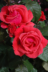 Ernest H. Morse Rose (Rosa 'Ernest H. Morse') at A Very Successful Garden Center