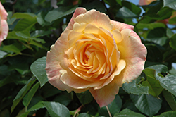 Garden Sun Rose (Rosa 'Meivaleir') at Stonegate Gardens