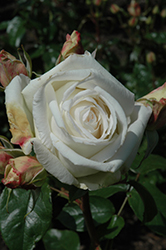 Full Sail Rose (Rosa 'MAClanoflon') at Lakeshore Garden Centres