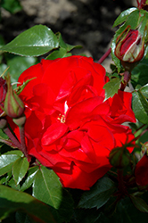 Sevillana Rose (Rosa 'Meigekanu') at A Very Successful Garden Center