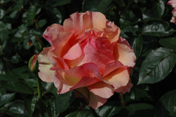 Sunstruck Rose (Rosa 'Sunstruck') at A Very Successful Garden Center